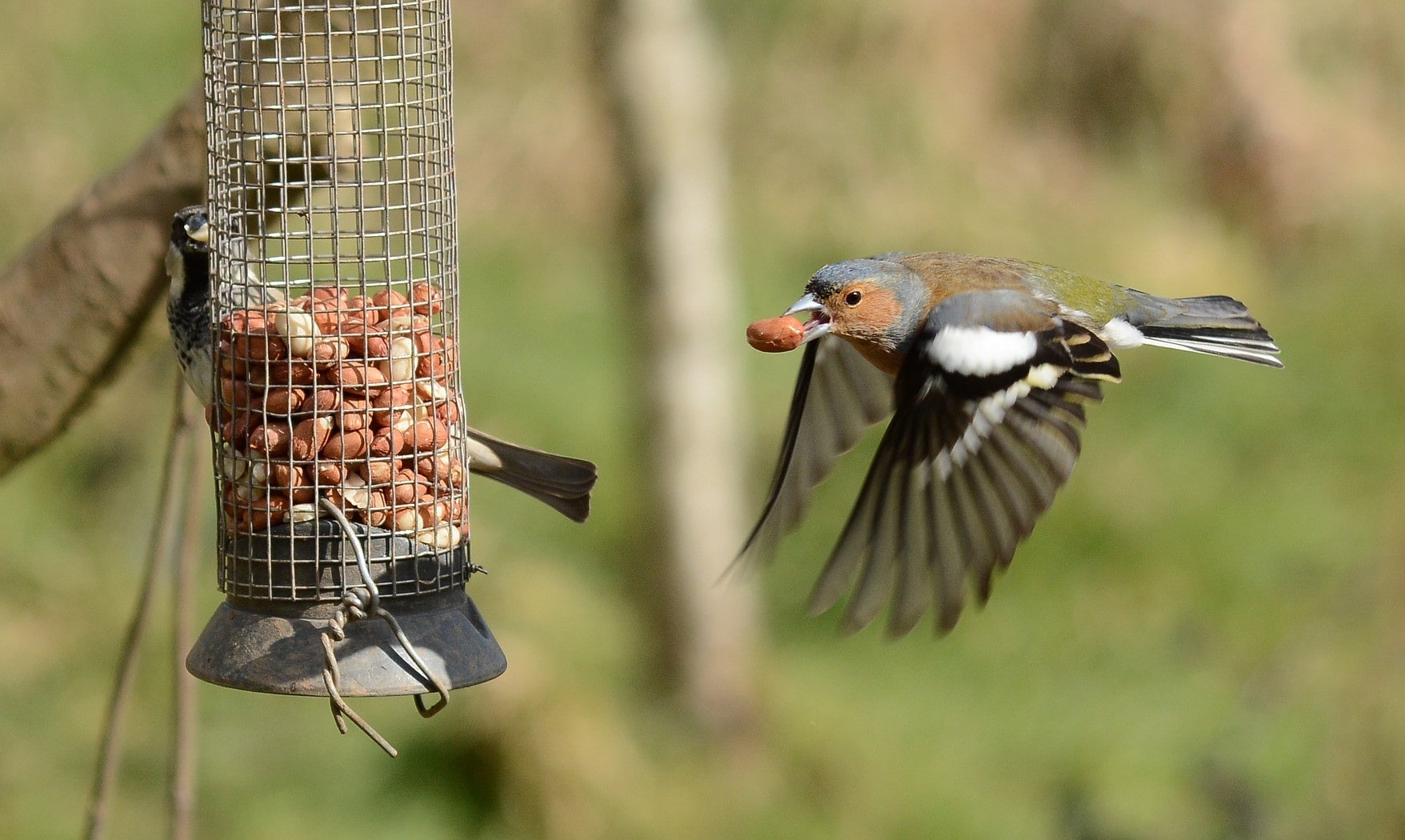 Bird Nesting Stages  Lyric Wild Bird Food